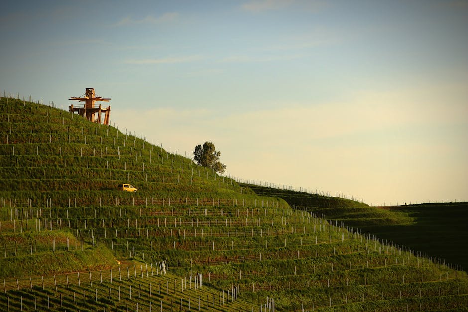 Eastern Cinque Terre vineyard terraces