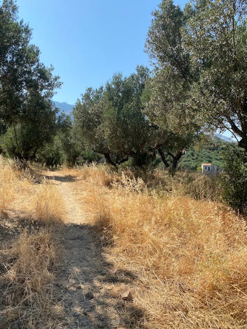 Campiglia mountain trail olive groves
