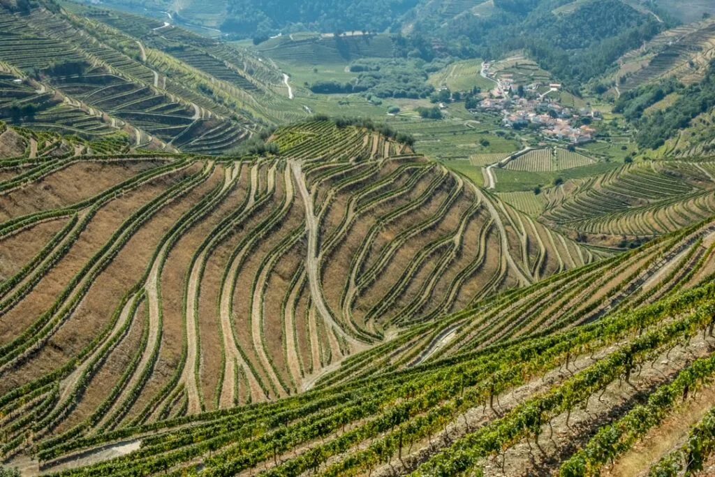 Collines en terrasses de vignobles ondulants près d'un village de Cinque Terre