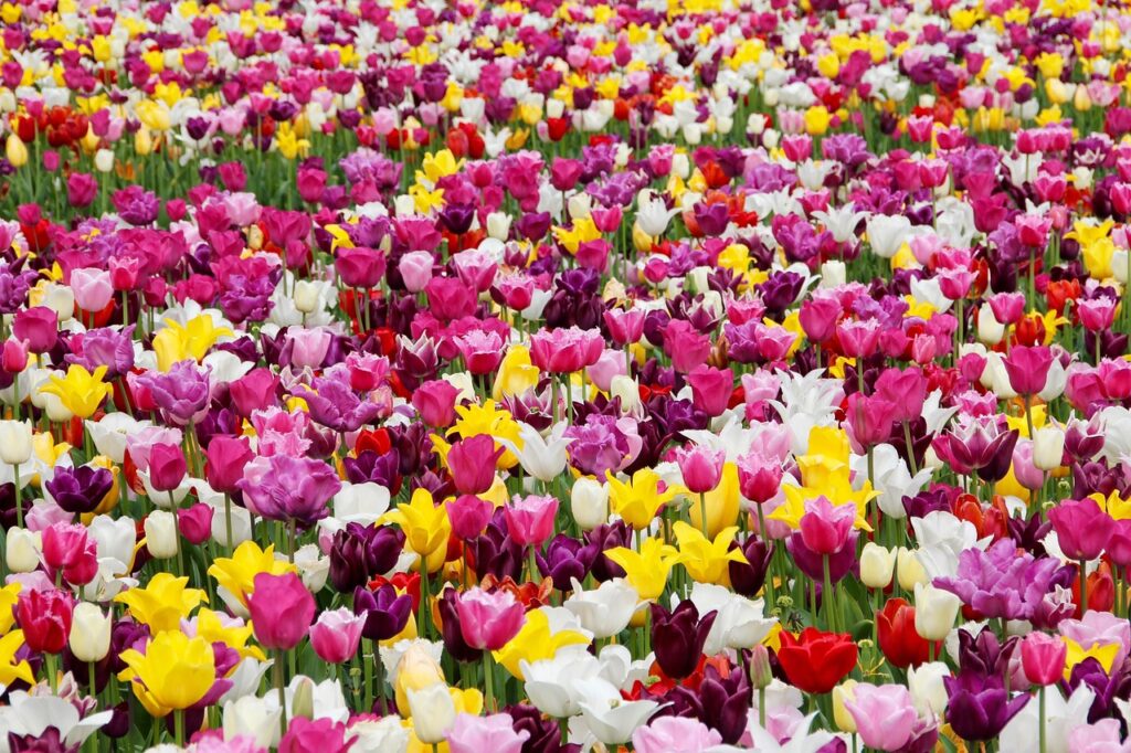 Keukenhof tulip garden and fields near Lisse