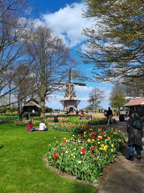 Tulip fields near Lisse with windmill by Keukenhof
