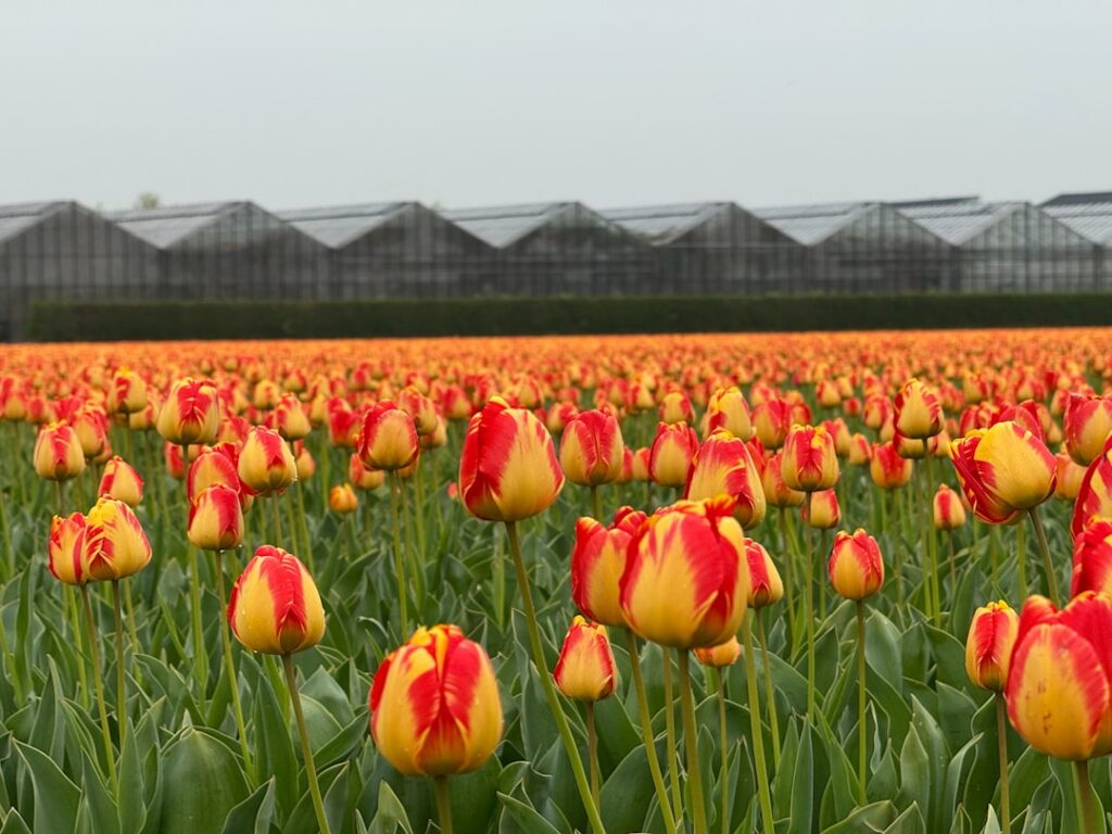 Tulip tour and bike rental in the Bollenstreek fields during tulip season