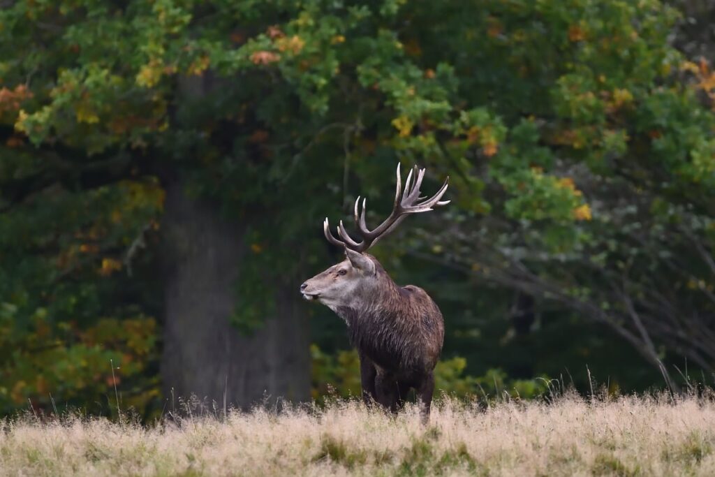 Herten in Richmond Park grazen nabij een bospaadje in het ochtendlicht