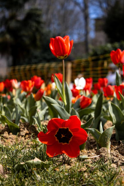 Tulip beds in Gülhane Park, Sultanahmet