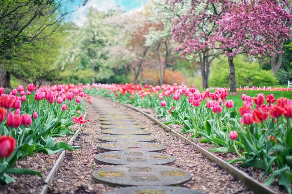 Tulpen im Gülhane Park