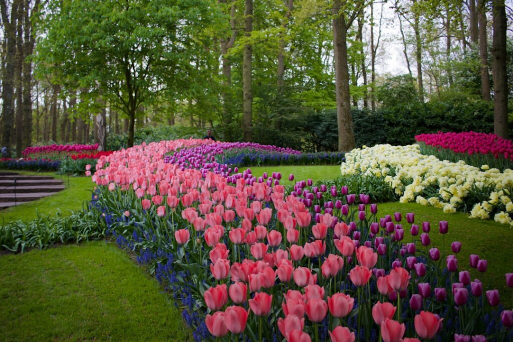 Emirgan Grove con i tulipani in festa nei giardini paesaggistici