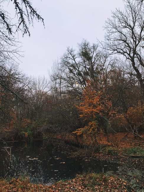 Ixelles-Teich im Herbst, Bäume spiegeln sich im Wasser