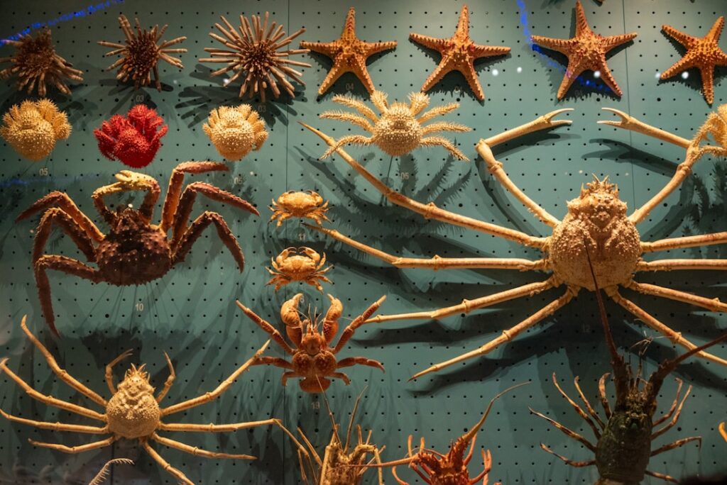 Diorama showing Mediterranean species at the Natural History Museum