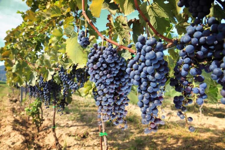 Excursion Pise/Lucca + vignoble