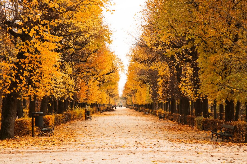 Autumn trees along the Ringstraße in Vienna