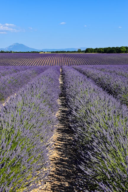 Campi di lavanda nel tardo pomeriggio al Plateau de Valensole