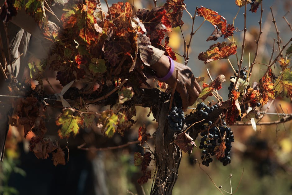 vendemmia in vigna in autunno