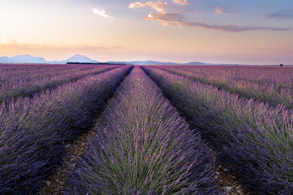 Alba sui campi di lavanda a Valensole, strada con auto