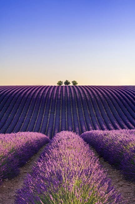 campi di lavanda al tramonto