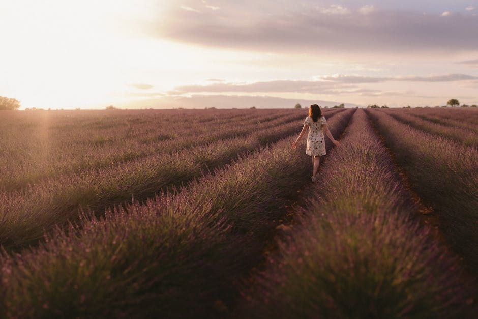 Tramonto su un campo di lavanda con viaggiatore in Provenza