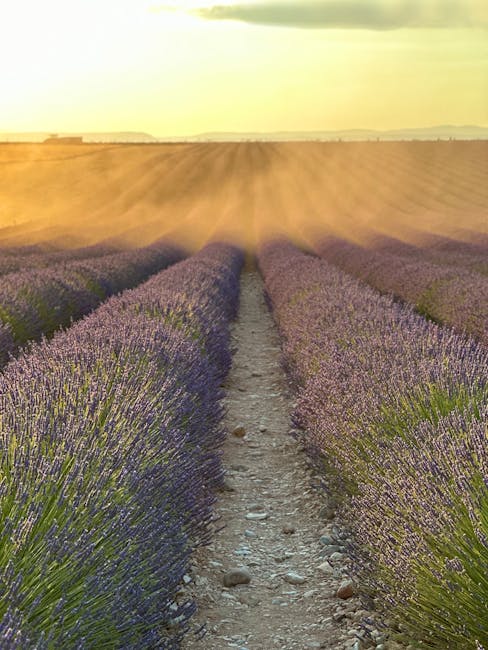 strada rurale tra i campi di lavanda a Valensole