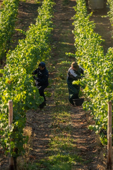 vendemmia nelle vigne di Châteauneuf-du-Pape