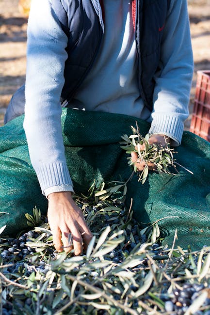 raccolta delle olive e spremitura a Nyons