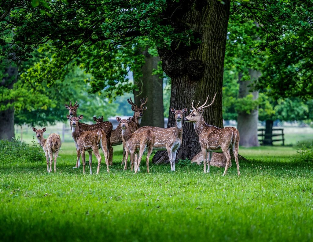 Deer herd near ancient trees in Phoenix Park avenue