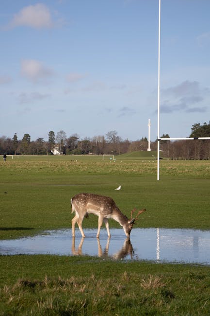 Phoenix Park avenue with wild deer and greenery