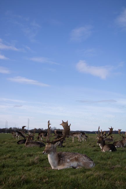 Jeleń i trawnik w Phoenix Park