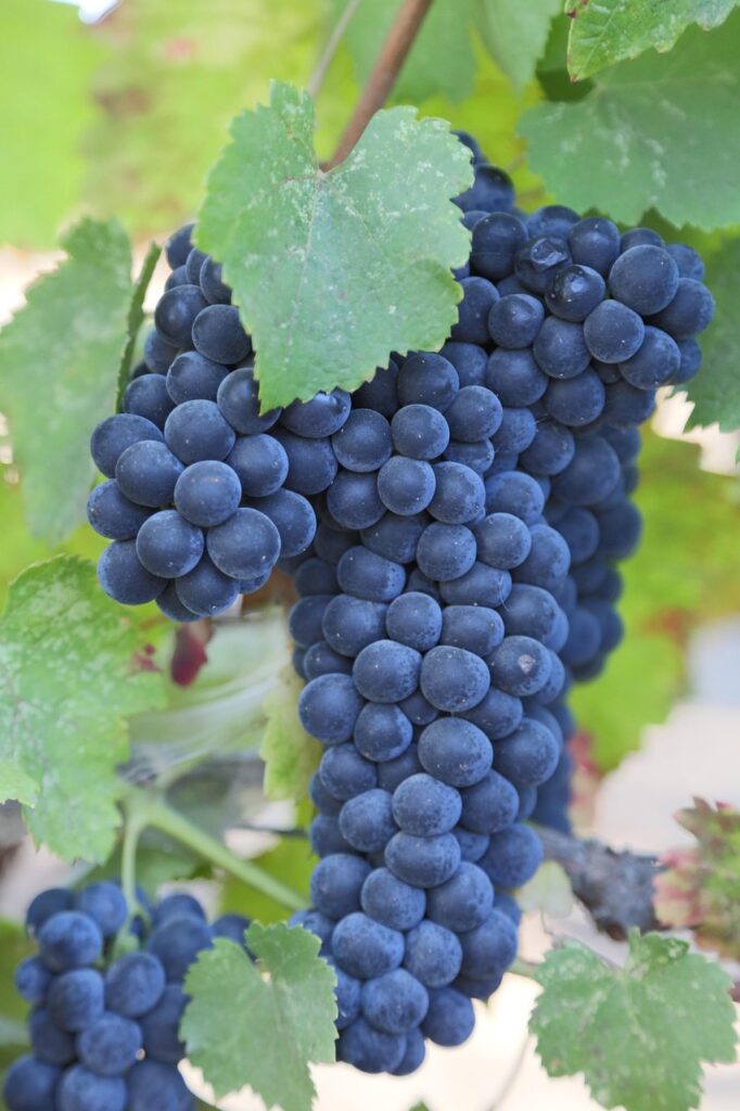 Cabernet‑Sauvignon‑Reihen auf einem Anwesen in Bordeaux