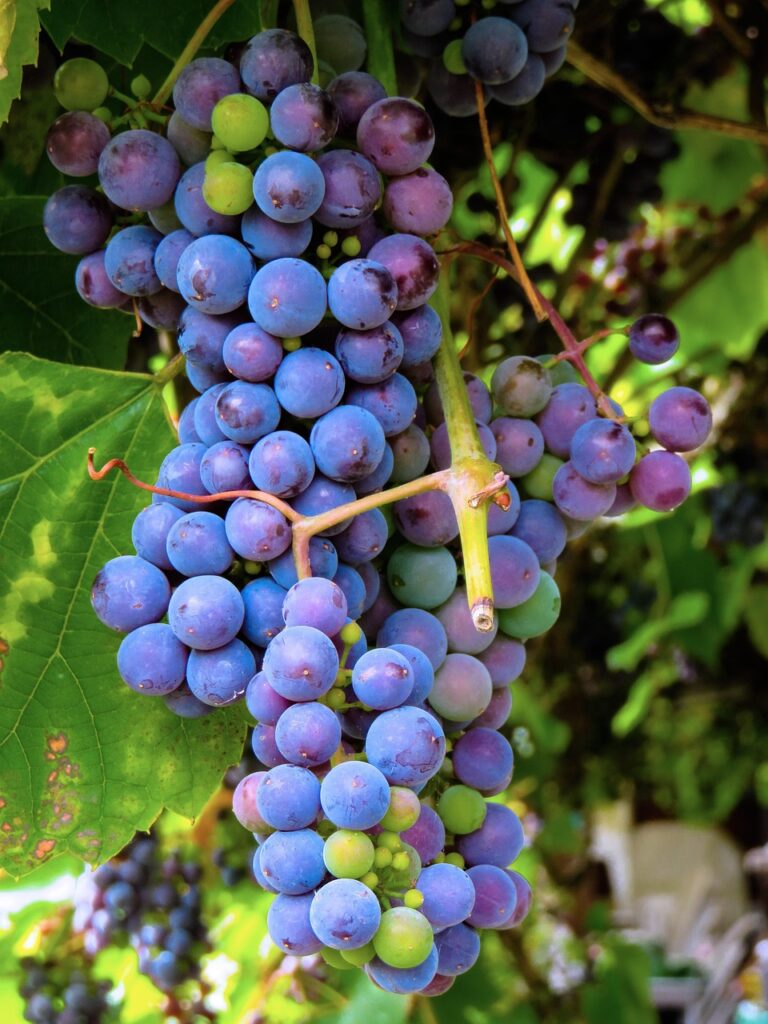 Malbec‑Trauben blau‑schwarz