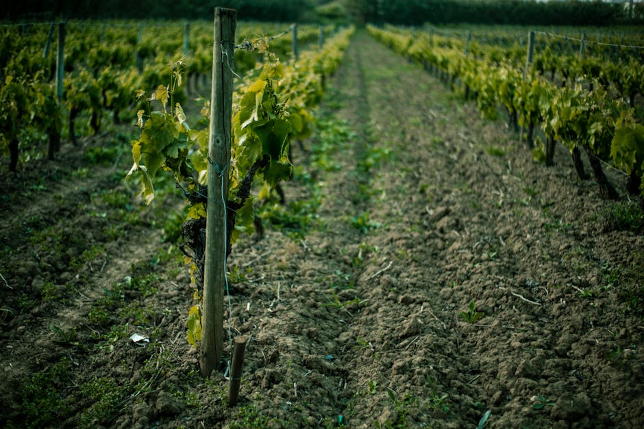 Pomerol‑Weinberg auf tonigem Boden bei Nachmittagssonne