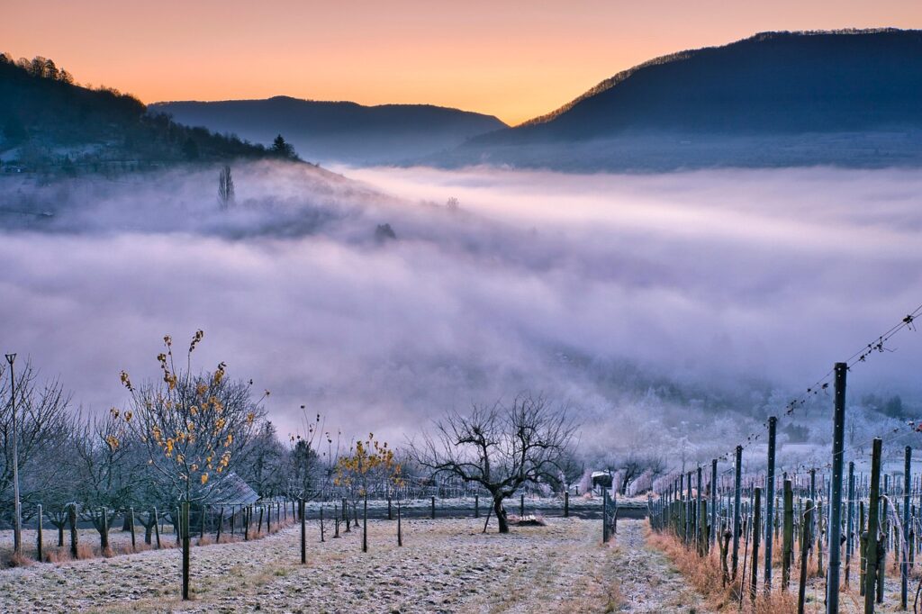 Reihen von Sauternes‑Reben im Morgennebel