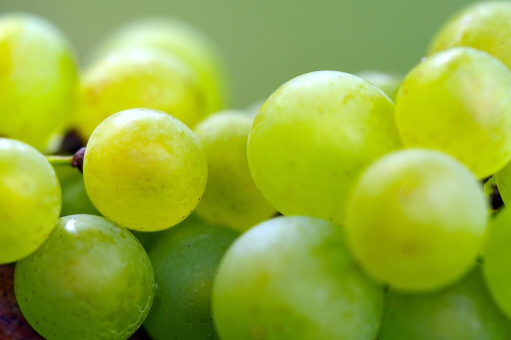 Sauvignon‑Blanc‑Trauben grün im Weinberg