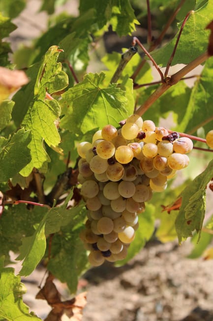 Goldene Sémillon‑Trauben in einem Weinberg