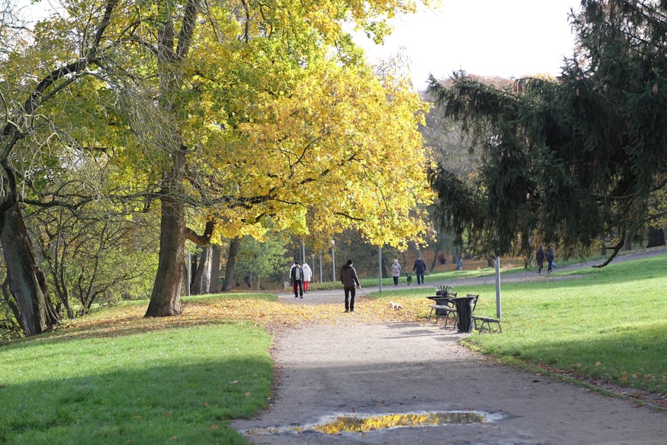Karhupuisto park trees and morning walkers in Kallio
