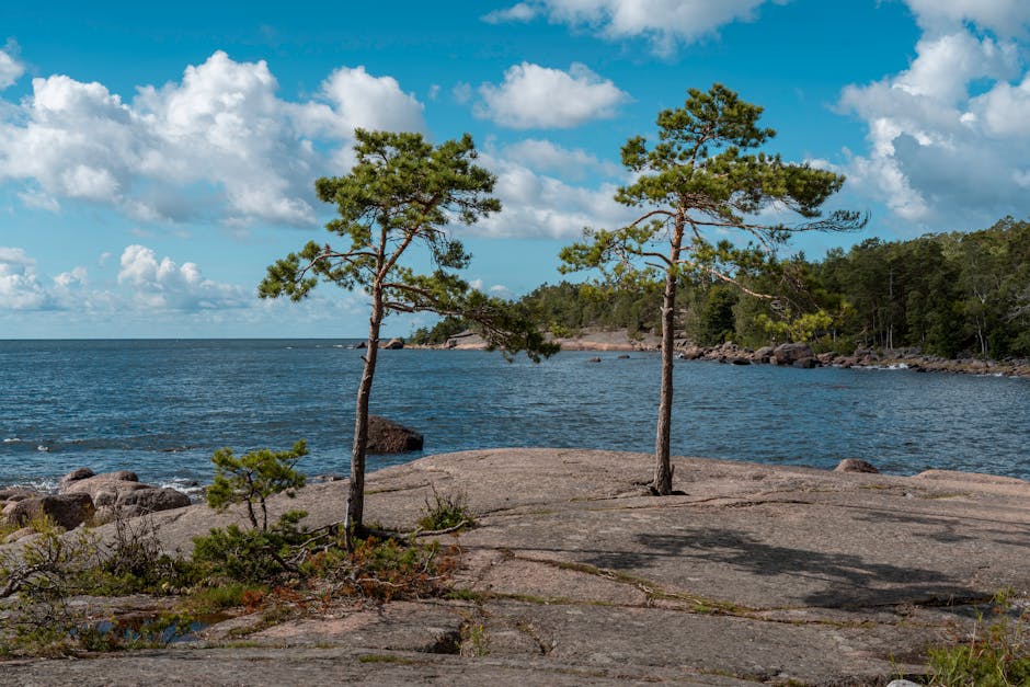 Küstenweg auf Vallisaari mit Kiefern