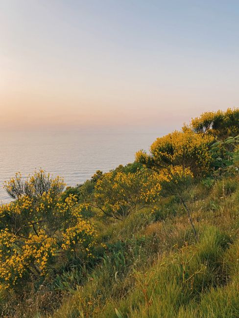 maquis corso con fiori selvatici e vista costiera all’alba