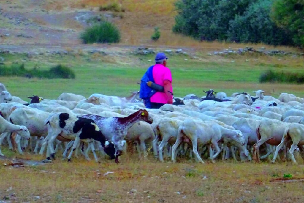 Niolo pastoral scene with shepherd dog and flock