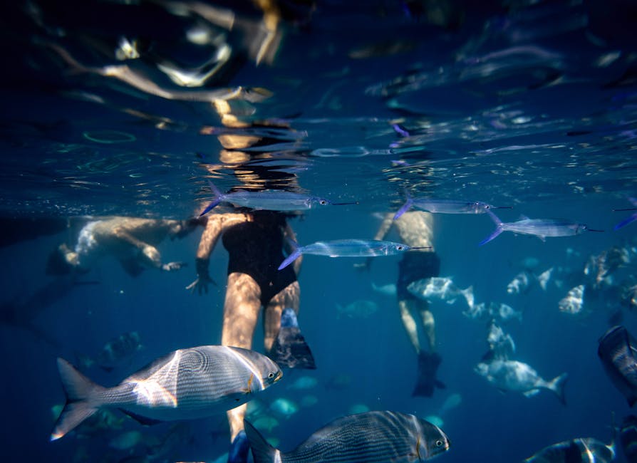 Bezoekers die snorkelen bij de Lavezzi-eilanden in ondiep water