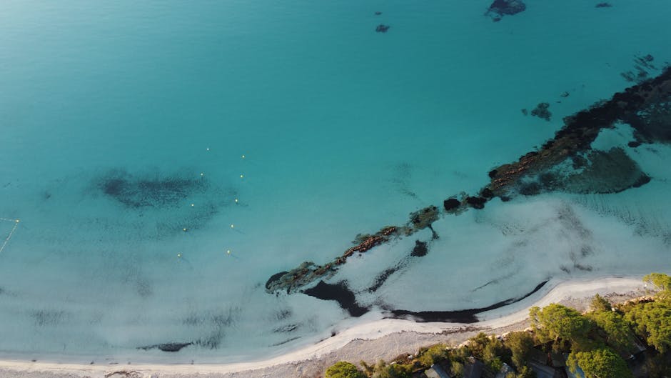 Aerial view of a palm-lined beach in Porto-Vecchio