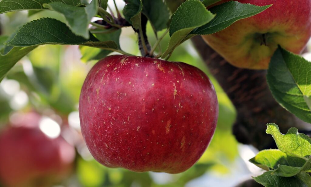 Laboratorio di pressatura per famiglie alla Ferme La Pomme d’Or