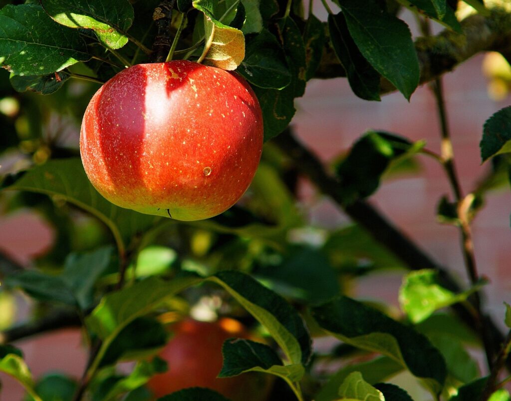 Visita didattica al frutteto biologico Domaine du Verger de Tréouergat