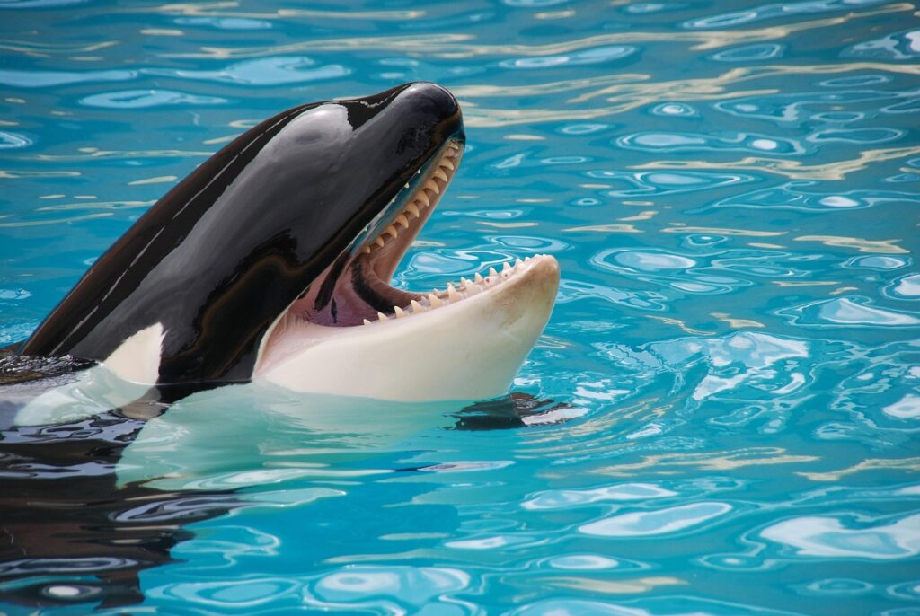 Spettacolo con orche al Loro Parque, Puerto de la Cruz