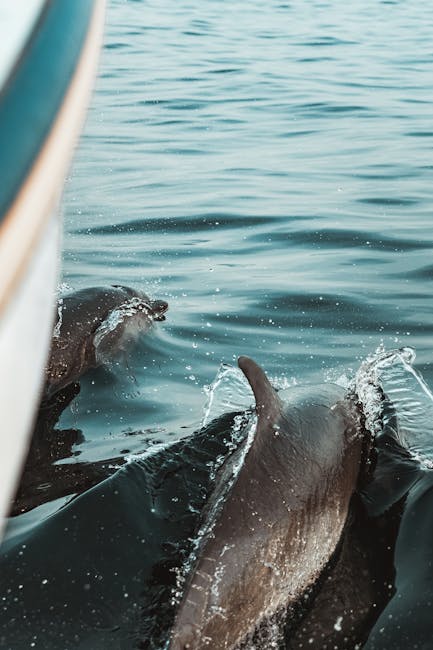 Bootstour zur Delfinbeobachtung im Hafen von Puerto de Mogán