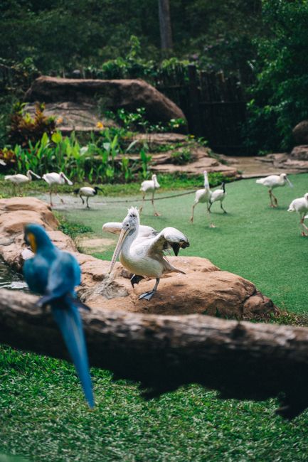 Spettacolo di uccelli tropicali a Palmitos Park