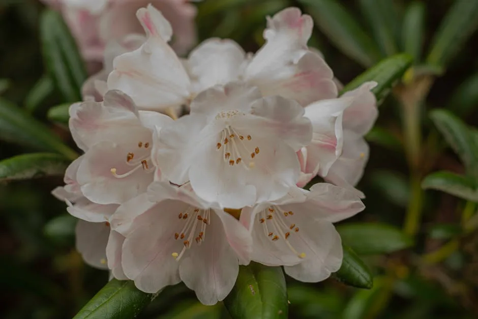 Zartrosa Rhododendronblüten im Garten einer Villa