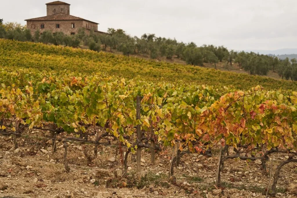 Vignoble près de San Gimignano aux feuilles d'automne et maison.