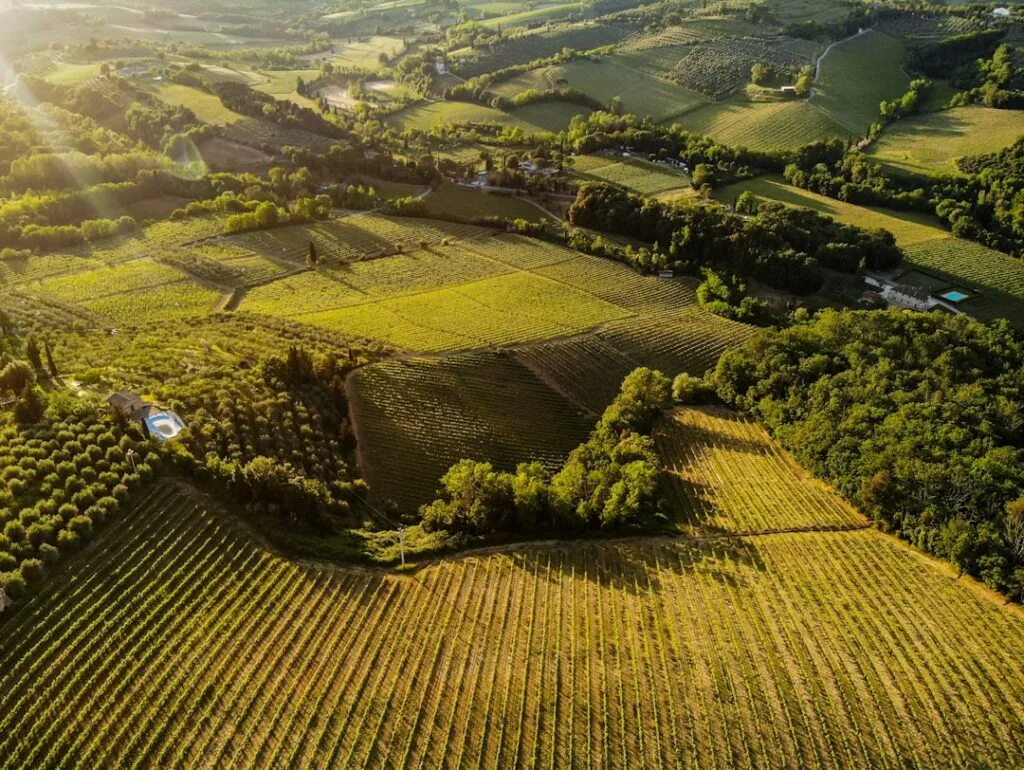 Collines de vignobles et oliveraies autour de San Gimignano baignées de soleil