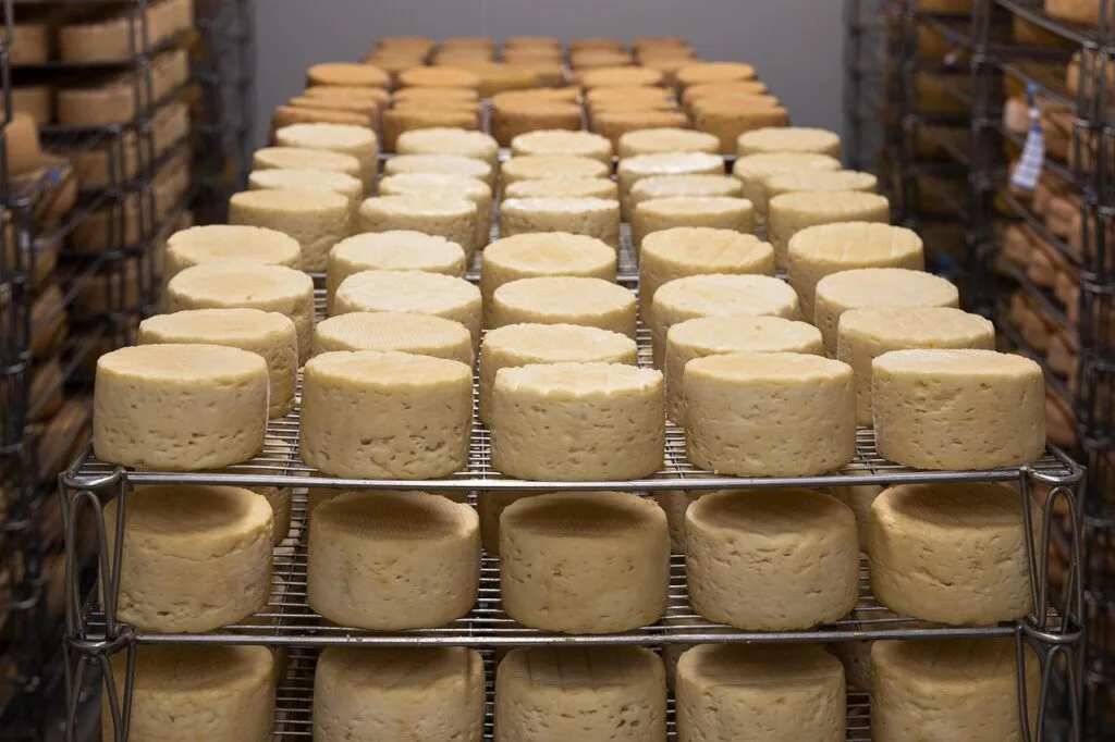 Rangs de fromages ronds en affinage sur étagères métalliques