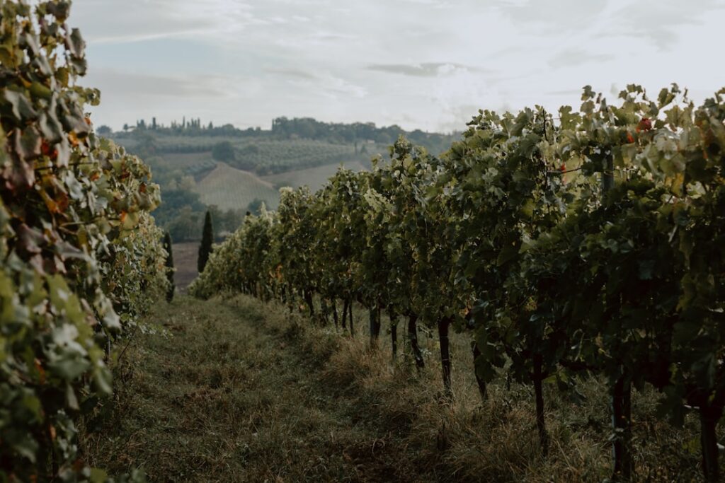 Filari di vigneto nei dintorni di San Gimignano, con colline sullo sfondo