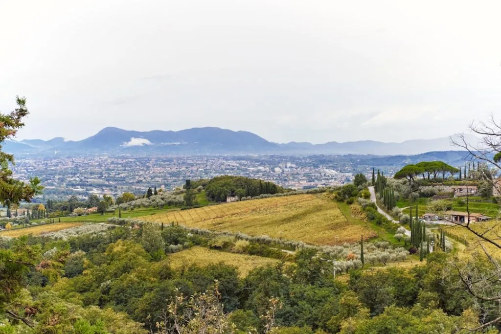 Vineyard-covered hills overlooking Lucca valley with mountains beyond.