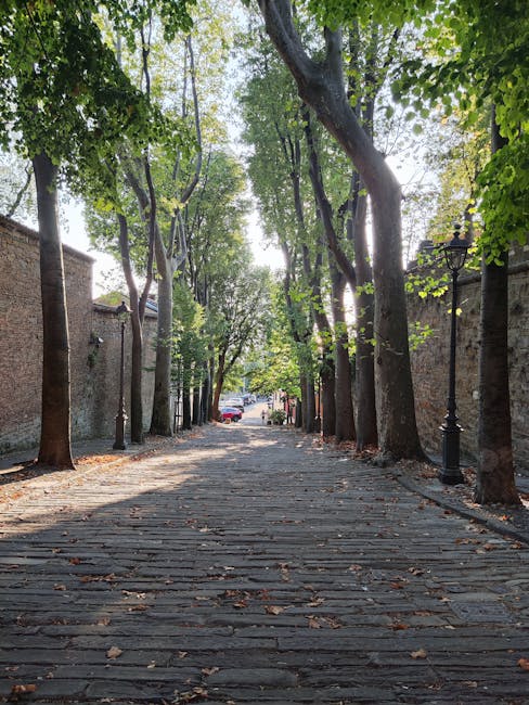 Viale alberato sulle mura di Lucca all'alba