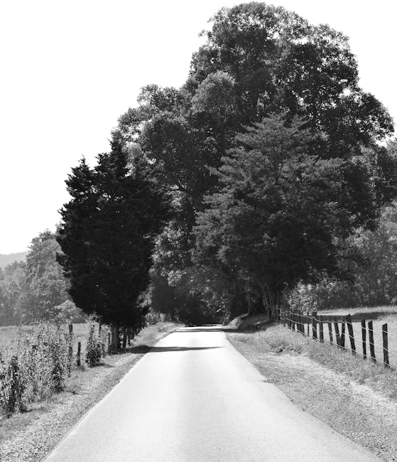 Strada campestre toscana in bianco e nero fiancheggiata da alberi